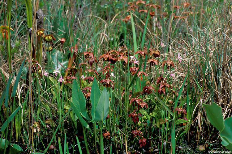 Plancia ëd Sarracenia psittacina Michx.