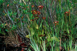 Plancia ëd Sarracenia psittacina Michx.