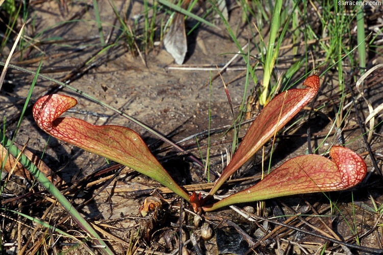 Image of parrot pitcherplant