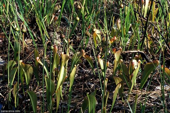 Image of parrot pitcherplant