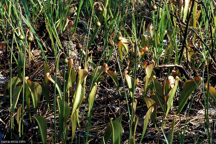 Plancia ëd Sarracenia psittacina Michx.