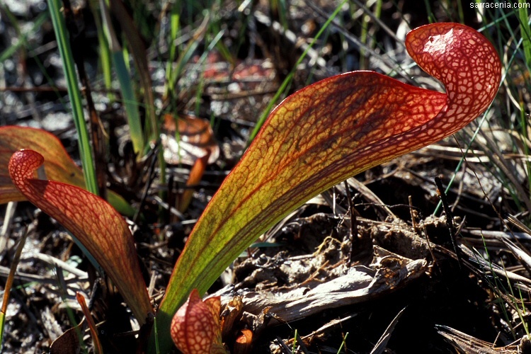 Plancia ëd Sarracenia psittacina Michx.