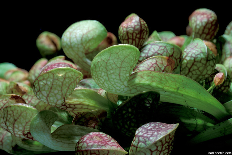 Plancia ëd Sarracenia psittacina Michx.