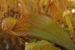 Image of parrot pitcherplant