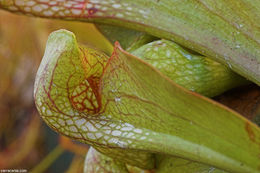 Plancia ëd Sarracenia psittacina Michx.