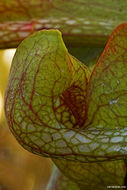 Image of parrot pitcherplant