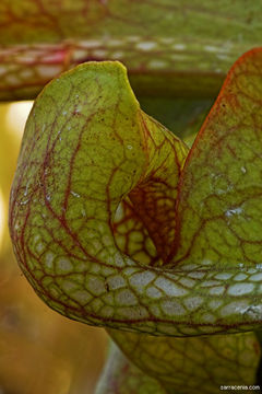 Image of parrot pitcherplant