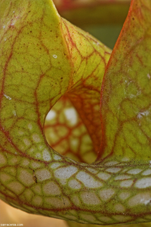 Plancia ëd Sarracenia psittacina Michx.