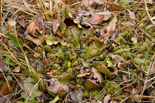 Image of <i>Sarracenia purpurea</i> ssp. <i>venosa</i>