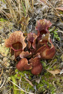 Image of <i>Sarracenia purpurea</i> ssp. <i>venosa</i>
