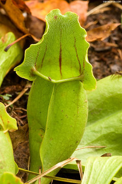 Image of <i>Sarracenia purpurea</i> ssp. <i>venosa</i>