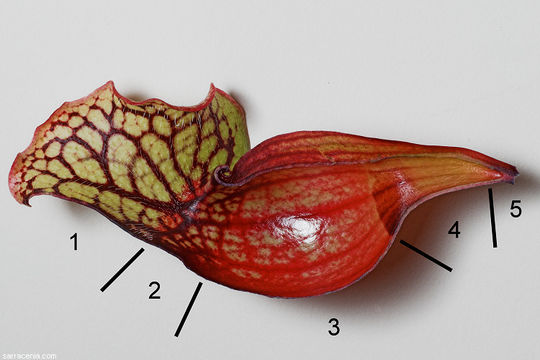 Image of <i>Sarracenia purpurea</i> ssp. <i>venosa</i>