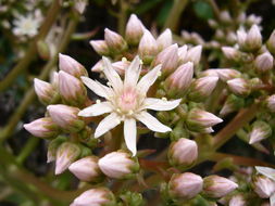 Image of Aeonium urbicum (Chr. Sm. ex Hornem.) Webb & Berth.