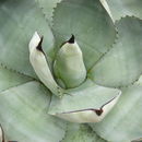 Image of Parry's agave