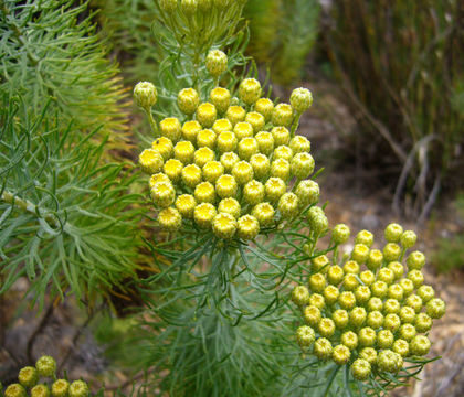 Image of Athanasia crithmifolia (L.) L.