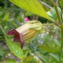 Image of Deadly Nightshade