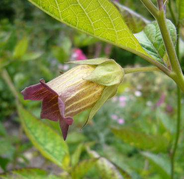 Image of Deadly Nightshade