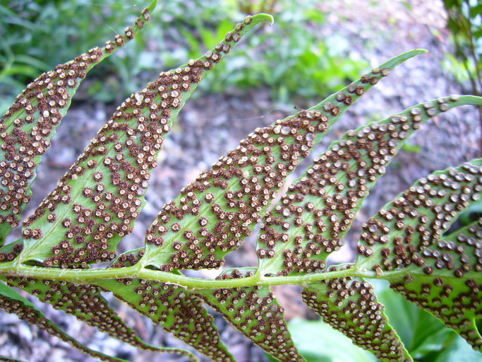 Image of Japanese netvein hollyfern