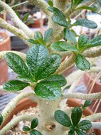 Image of Dorstenia gigas Schweinf. ex Balf. fil.