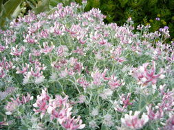 Image of hairy canary-clover