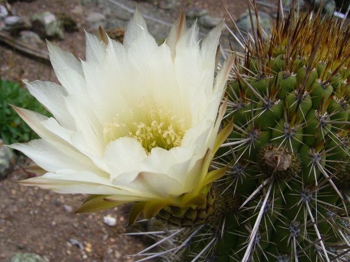 Image of Echinopsis chiloensis (Colla) H. Friedrich & G. D. Rowley