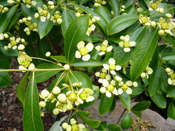 Image of Euonymus grandiflorus Wall.