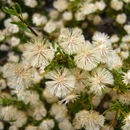 Image of Bush felicia