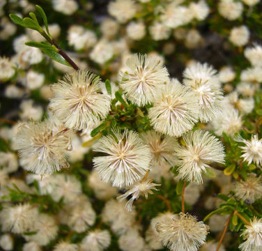 Image of Bush felicia