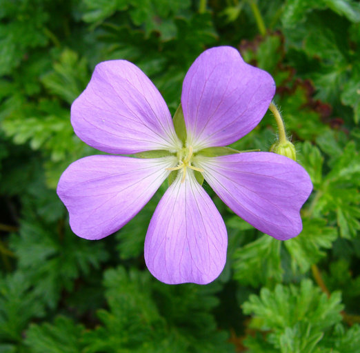 Imagem de Geranium goldmanii Rose ex Hanks & Small