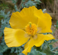 Image of Yellow Horned Poppy