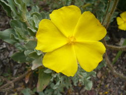 Image of Halimium atriplicifolium (Lam.) Spach