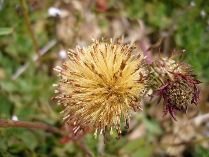 Haplopappus macrocephalus (Poepp. ex Less.) DC. resmi