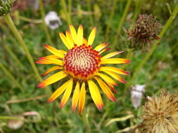 Слика од Haplopappus macrocephalus (Poepp. ex Less.) DC.