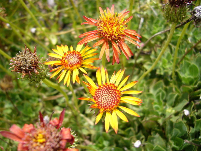 Plancia ëd Haplopappus macrocephalus (Poepp. ex Less.) DC.