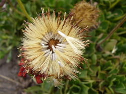 Haplopappus macrocephalus (Poepp. ex Less.) DC. resmi