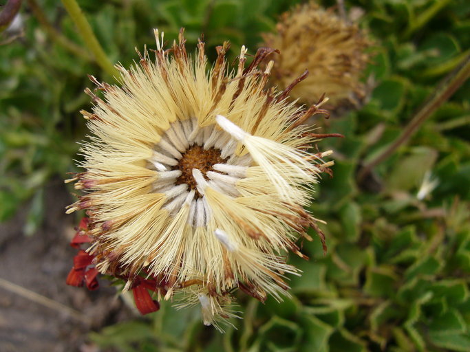 Imagem de Haplopappus macrocephalus (Poepp. ex Less.) DC.