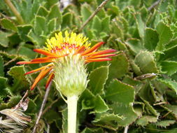 Plancia ëd Haplopappus macrocephalus (Poepp. ex Less.) DC.