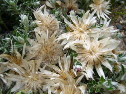 Image of Helichrysum retortoides N. E. Brown