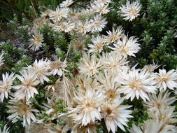 Imagem de Helichrysum retortoides N. E. Brown