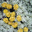 Image of Cape Gold everlasting