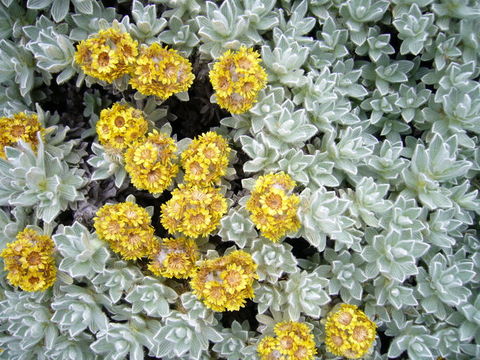 Image of Helichrysum splendidum (Thunb.) Less.