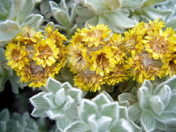 Image of Helichrysum splendidum (Thunb.) Less.