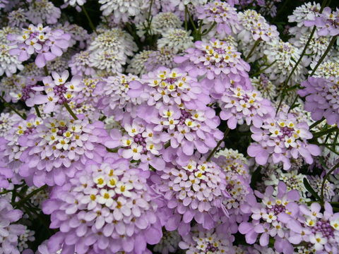 صورة Iberis procumbens Lange