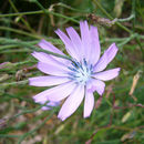 Imagem de Lactuca perennis L.