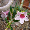 Image of Pachypodium bispinosum (L. fil.) A. DC.