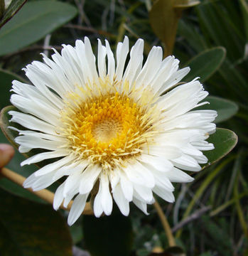 Imagem de Pachystegia insignis (Hook. fil.) Cheesem.