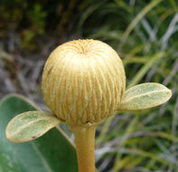 Imagem de Pachystegia insignis (Hook. fil.) Cheesem.