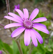 Image of Senecio macrocephalus DC.