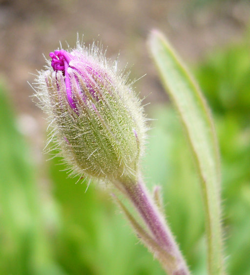 Image of Senecio macrocephalus DC.