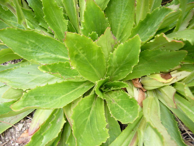 Image of Senecio macrocephalus DC.